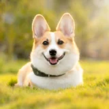 可愛いコーギー犬