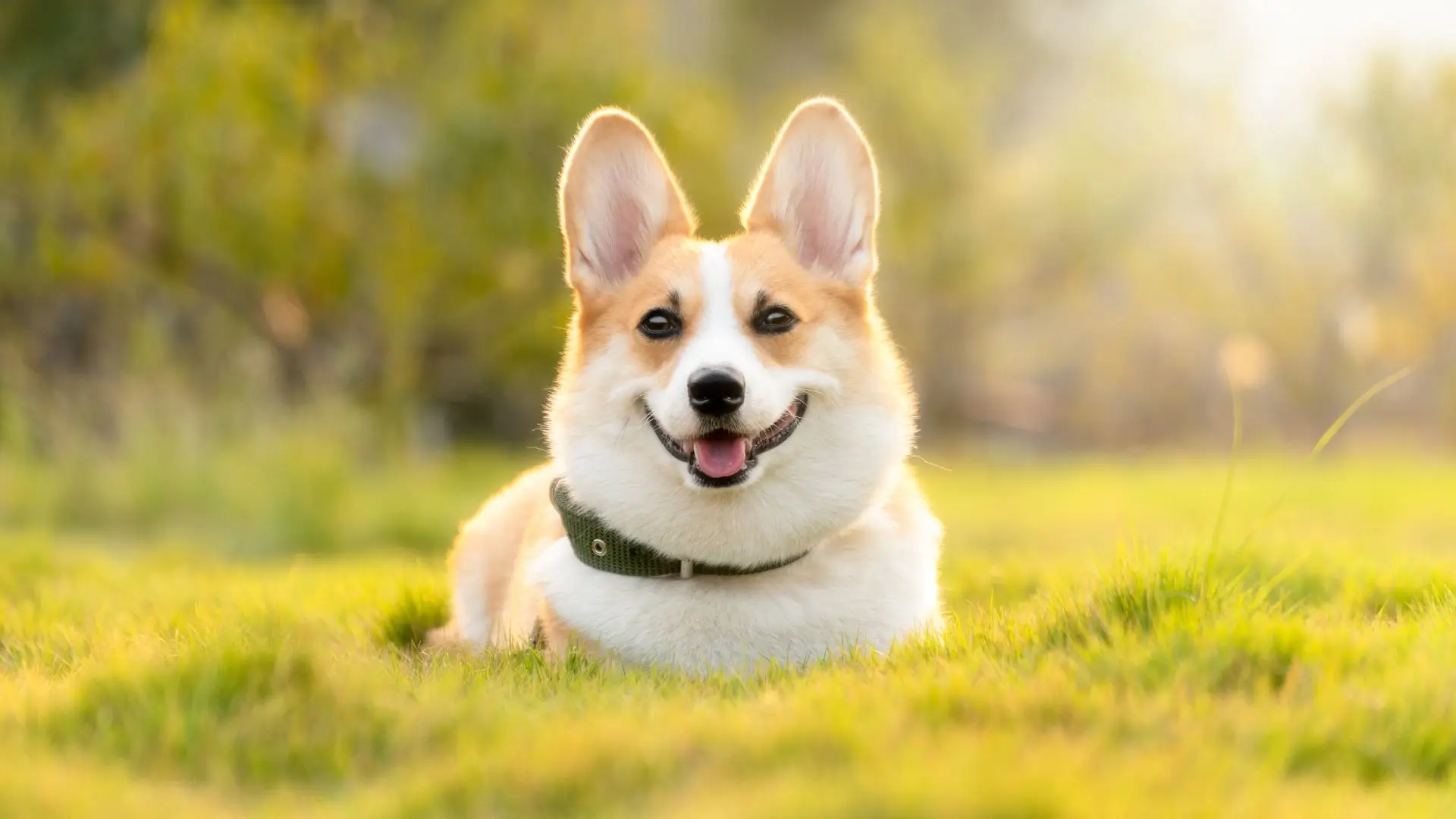 Pet Life Support HONEY