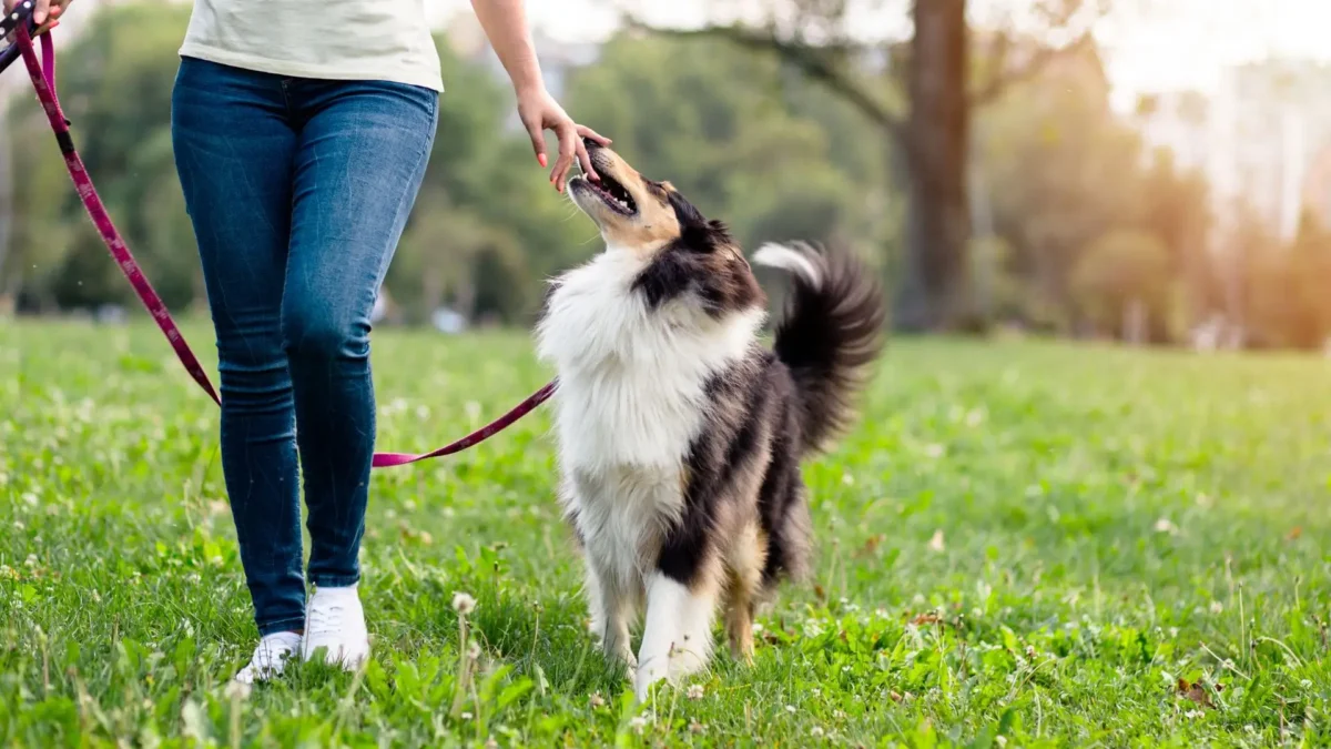 犬とお散歩