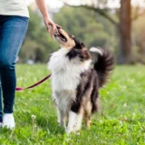 【福岡県宗像市のペットシッター】国家資格「愛玩動物看護師」がご自宅へ。大切なペットに最上級の安心をお約束します