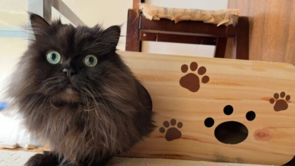 猫ちゃんのお世話をさせていただきました