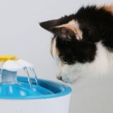 水を飲む猫