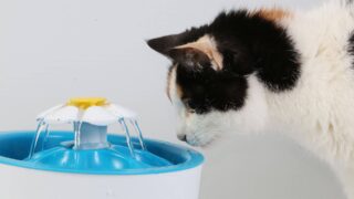 【愛玩動物看護師が解説】猫が冬に「水を飲まない・よく飲む」両方のサイン