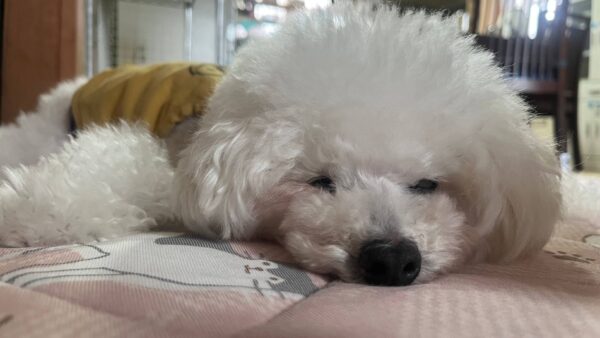 目や耳が不自由な高齢犬のお世話をさせていただきました。