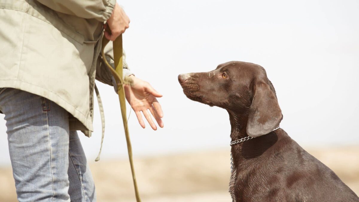 動物公認訓練士