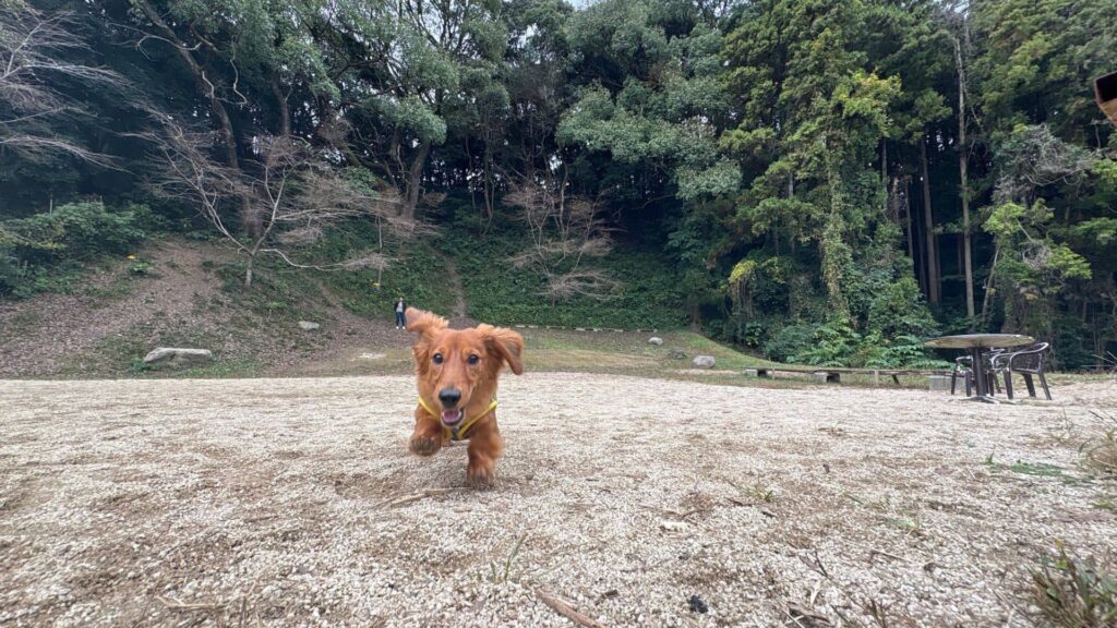 ドッグラン宗像