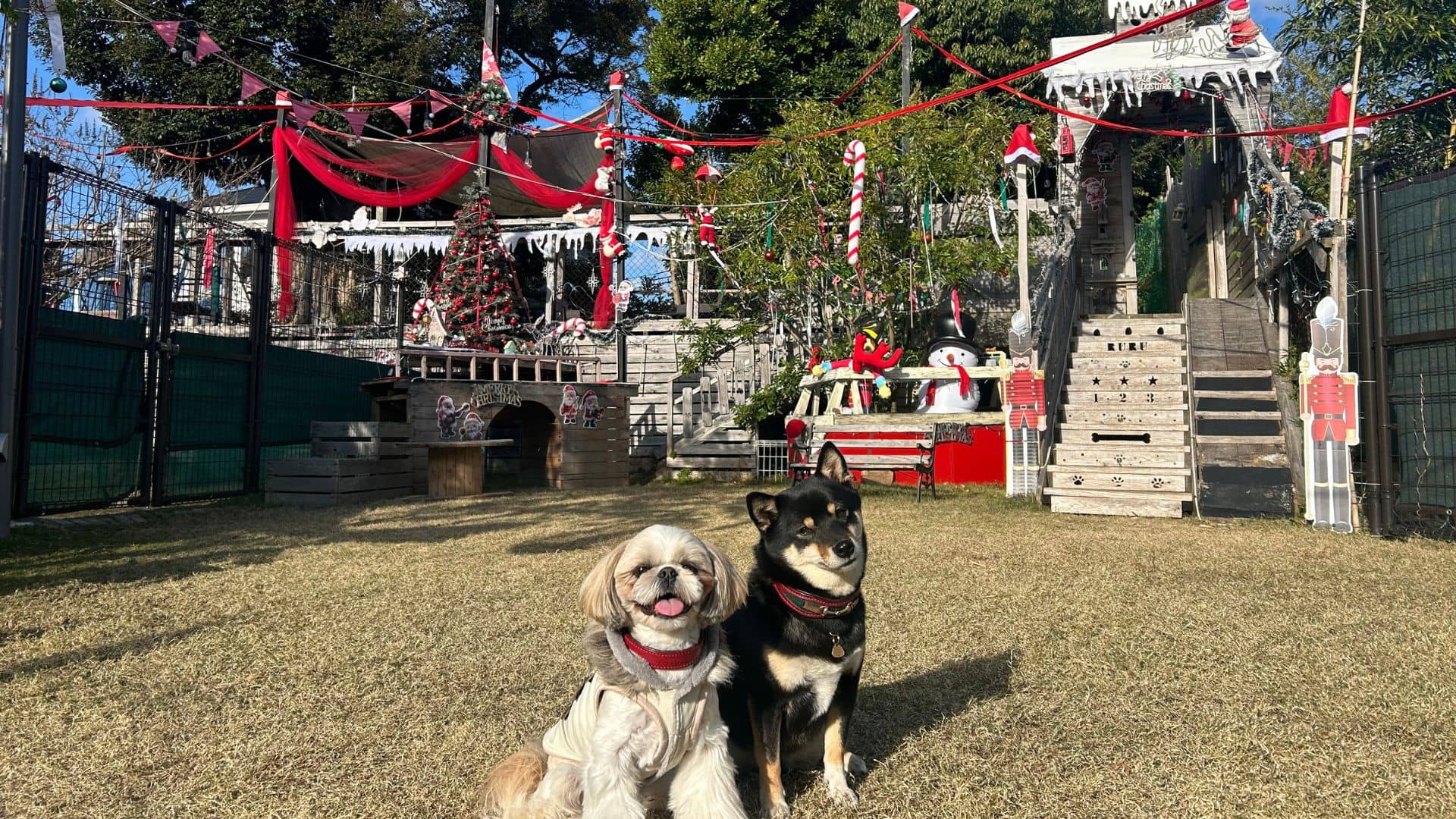 占いに興味がある猫