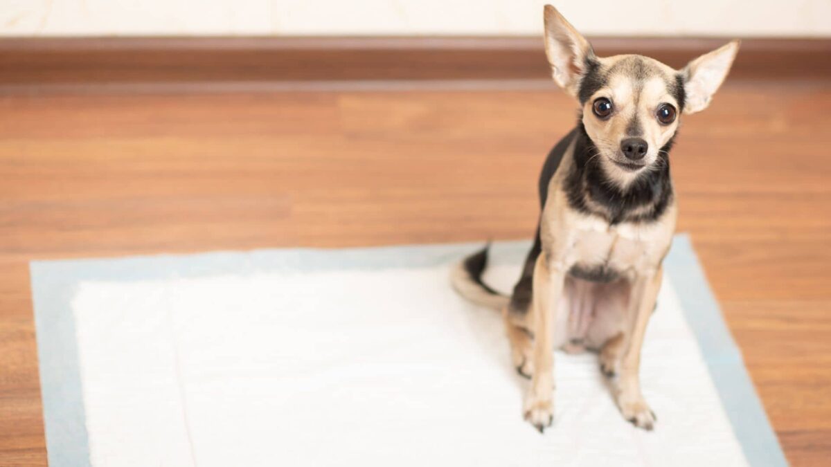 ドッグトイレッターズ