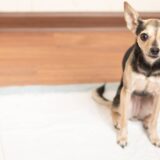 新資格「ドッグトイレッターズ」愛犬のトイレ問題と「安心」の新しい形