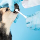 愛犬の歯磨き、全力で拒否されてませんか？「スモールステップ」で仲良く練習する方法