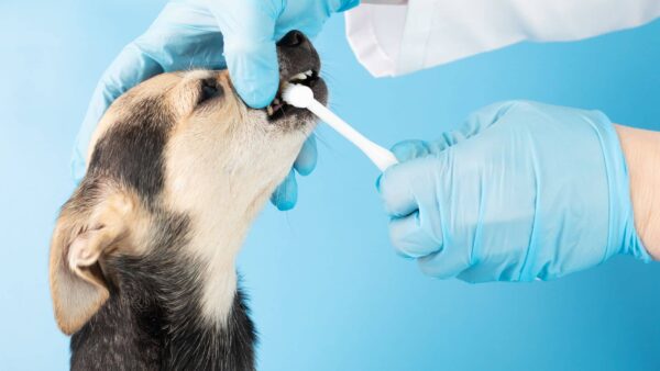 愛犬の歯磨き、全力で拒否されてませんか？「スモールステップ」で仲良く練習する方法