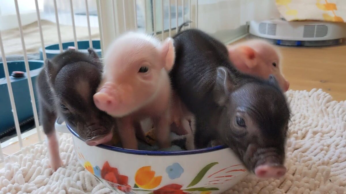 マイクロブタカフェBooBee（ブービー）