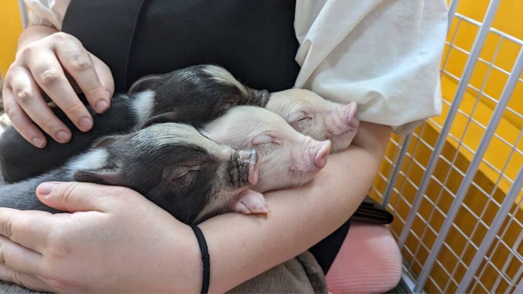 マイクロブタカフェBooBee（ブービー）