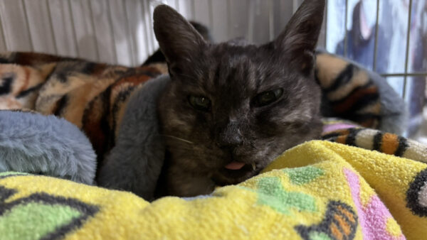 猫ちゃんの受診代行をさせていただきました。