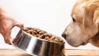 愛犬の「体と生活」に合うドッグフードの選び方