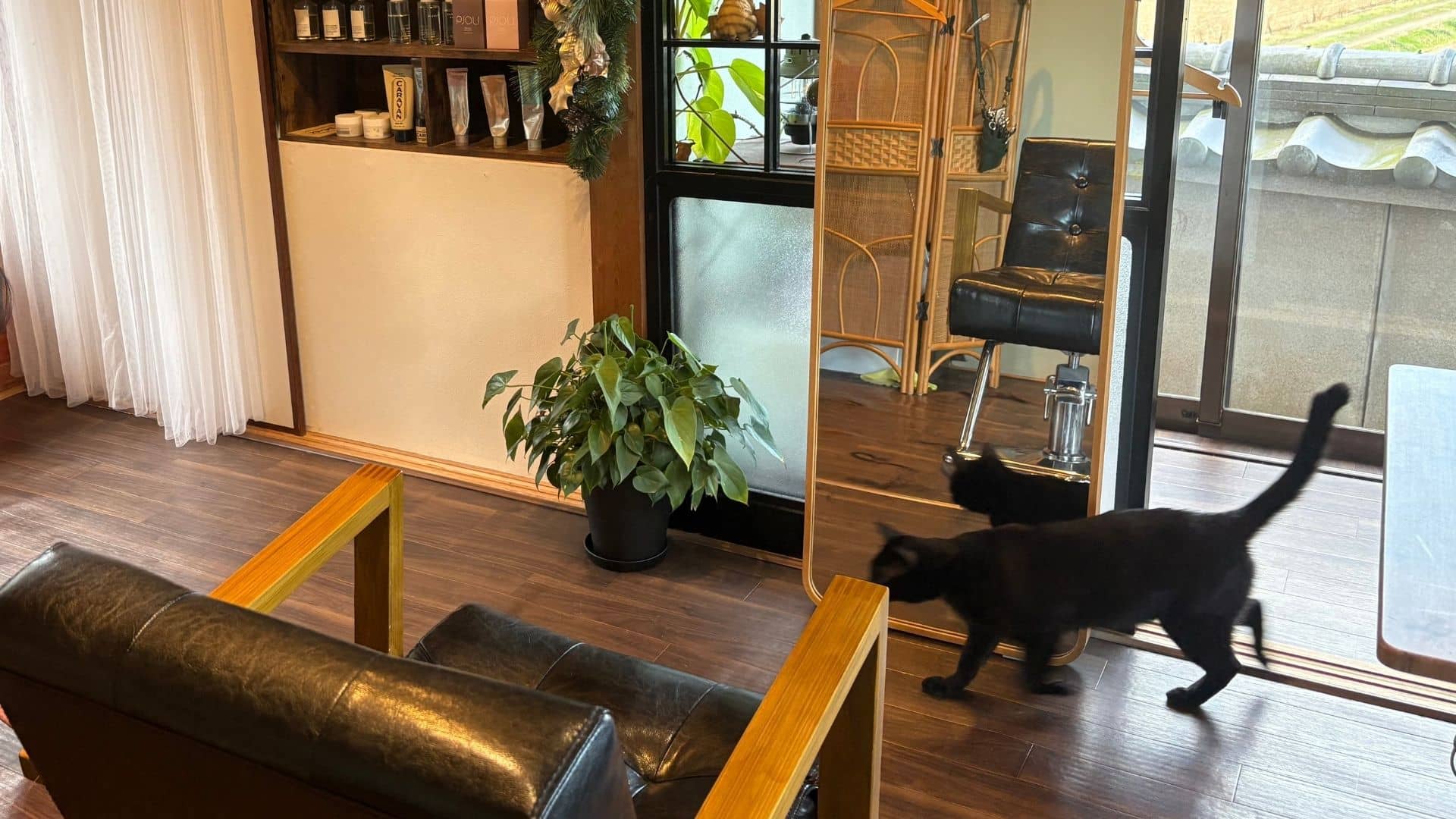 占いに興味がある猫