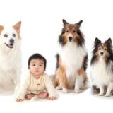 宗像市の動物好き必見！看板猫がいる癒しの美容室と、ペット撮影OKな写真館