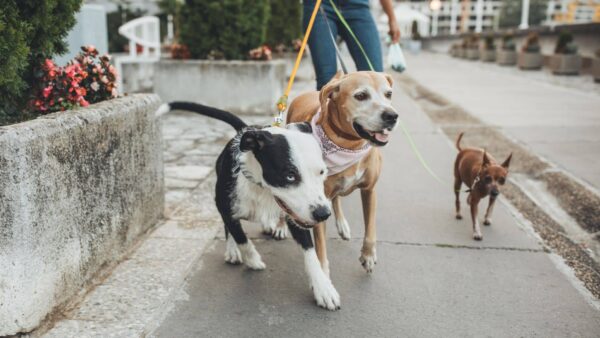 「動物取扱責任者」という資格について