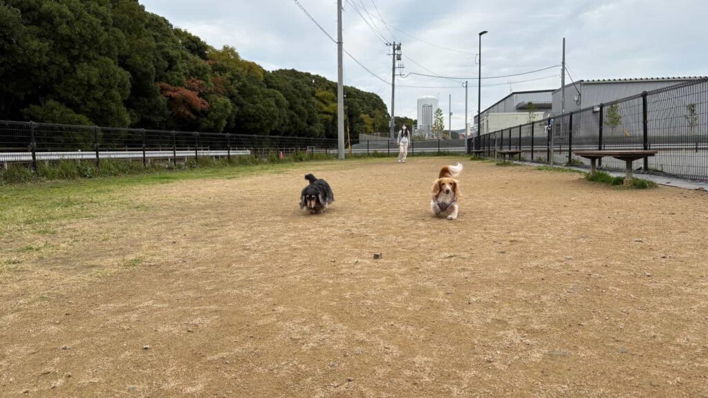 ペットふれあい広場