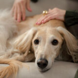 マッサージとサイン