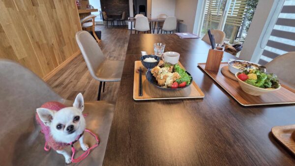 福津市の愛犬と行けるおしゃれなカフェ2選