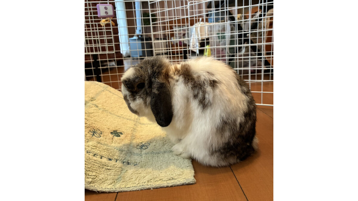 うさぎのサーティー君