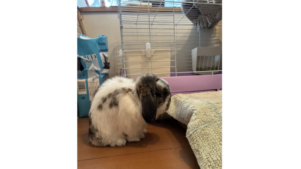 うさぎのサーティー君
