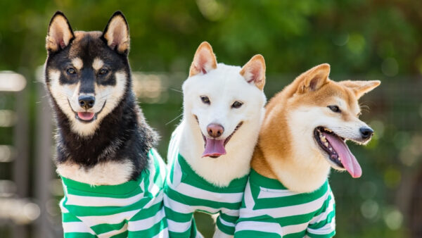 柴犬3匹のお世話をさせていただきました。