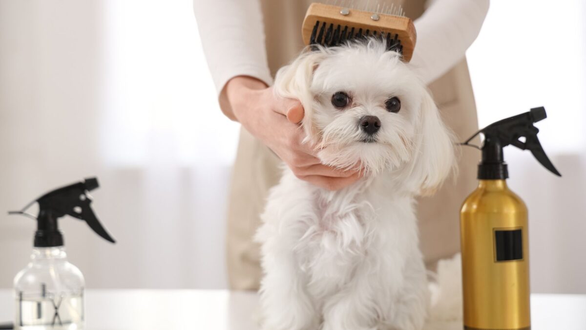 犬のブラッシング