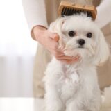 愛犬の抜け毛ケアと優しいブラッシング