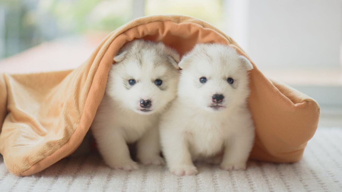 子犬を迎える前の安心環境づくり
