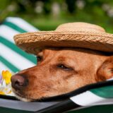 夏に備えよう！「犬の熱中症」のサインと応急処置を看護師が解説
