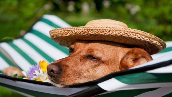 夏に備えよう！「犬の熱中症」のサインと応急処置を看護師が解説