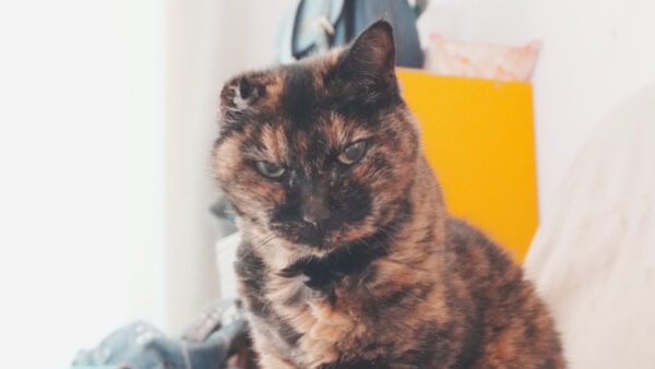 猫ちゃんのお世話をさせていただきました。