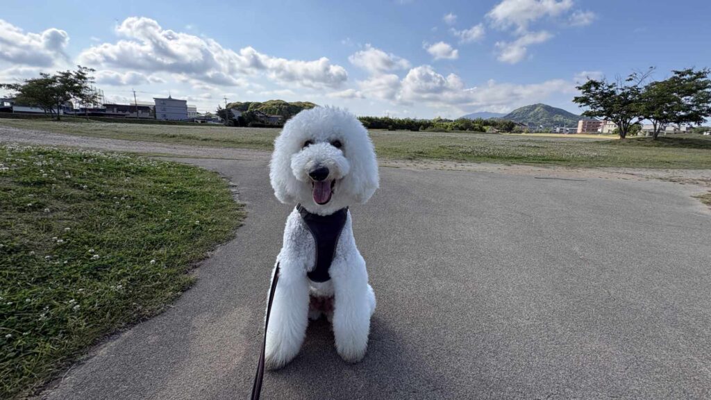 イセキング