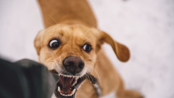 「犬の甘噛みは許していい？」その答えと対処法｜訓練士×看護師が解説