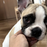 「犬の甘噛みは許していい？」その答えと対処法｜訓練士×看護師が解説