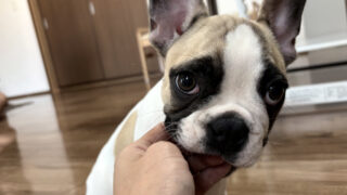 「犬の甘噛みは許していい？」その答えと対処法｜訓練士×看護師が解説