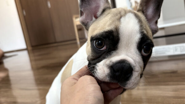 「犬の甘噛みは許していい？」その答えと対処法｜訓練士×看護師が解説