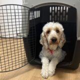 災害から愛犬を守る「クレートトレーニング」訓練士が教える手順