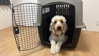 災害から愛犬を守る「クレートトレーニング」訓練士が教える手順