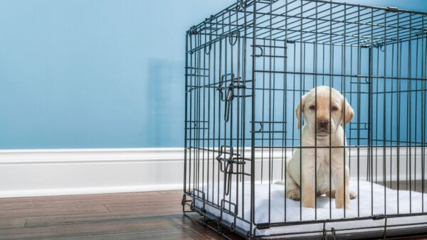 災害から愛犬を守る「クレートトレーニング」訓練士が教える手順