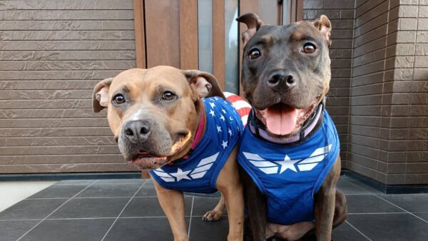 大型犬2頭のお世話をさせていただきました。