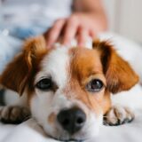 愛玩動物看護師が解説「犬は飼い主に似る」は本当？
