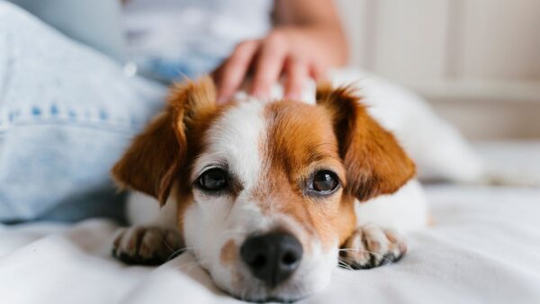 愛玩動物看護師が解説「犬は飼い主に似る」は本当？