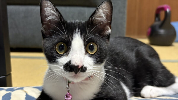 ご旅行中の猫ちゃんのお世話をさせていただきました。