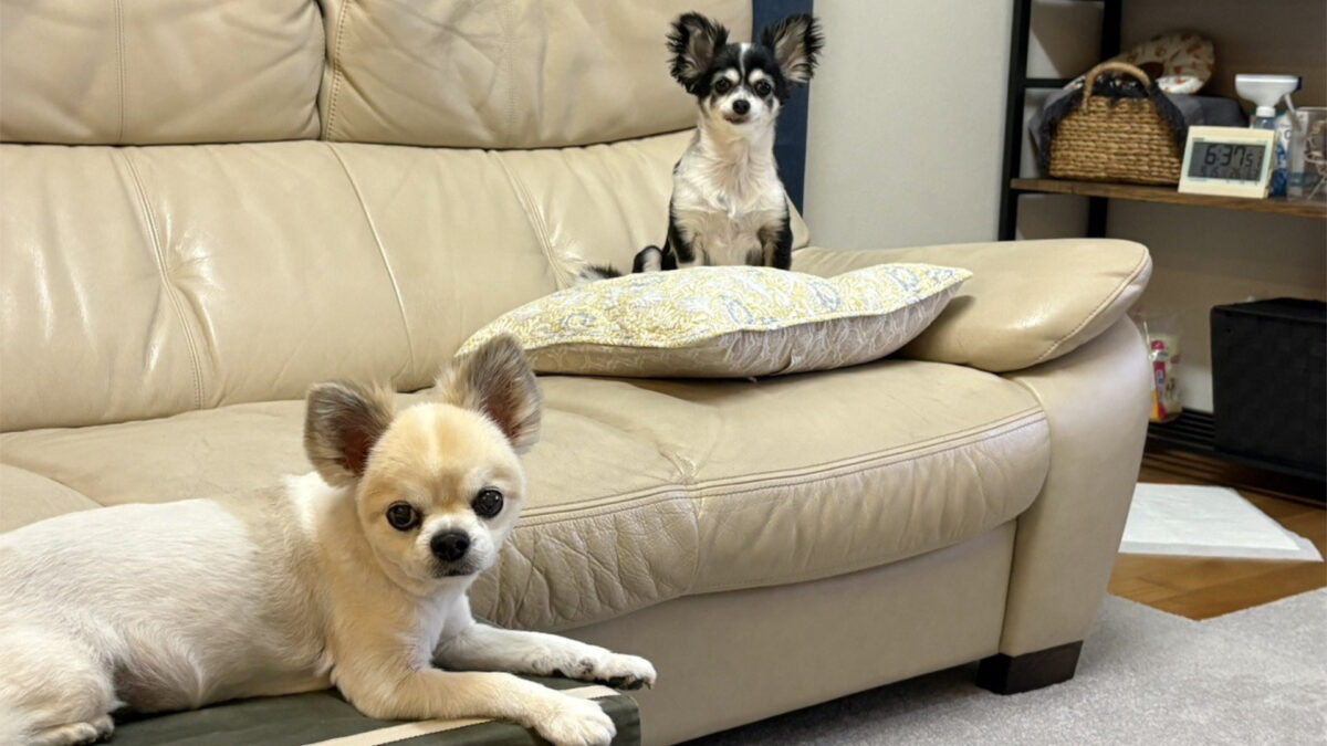 ソファの上でくつろぐ2匹の小型犬