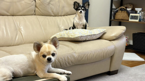 お薬が必要なわんちゃんと保護犬のお世話をさせていただきました。